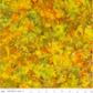 Expressions Batiks Hand-Dyes Yellow Orange Multi III quilting cotton by Riley Blake Designs – scale shot with ruler showing pattern repeat, vivid multicolor hand-dyed batik with golden yellow, warm orange, and olive green