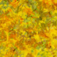 Expressions Batiks Hand-Dyes Yellow Orange Multi III fabric by Riley Blake Designs – vivid multicolor hand-dyed batik with golden yellow, warm orange, chartreuse green, olive, and amber, a painterly warm focal blender perfect for nature-inspired, scrappy, and autumn-toned quilts, 100% cotton batik, 43–44" wide