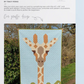 The Giraffe Quilt Pattern by Tracy Perks – patchwork giraffe portrait quilt in sky blue, green, and earthy browns, beginner friendly 42 x 60 inches – Shop at IraRobi Quilts